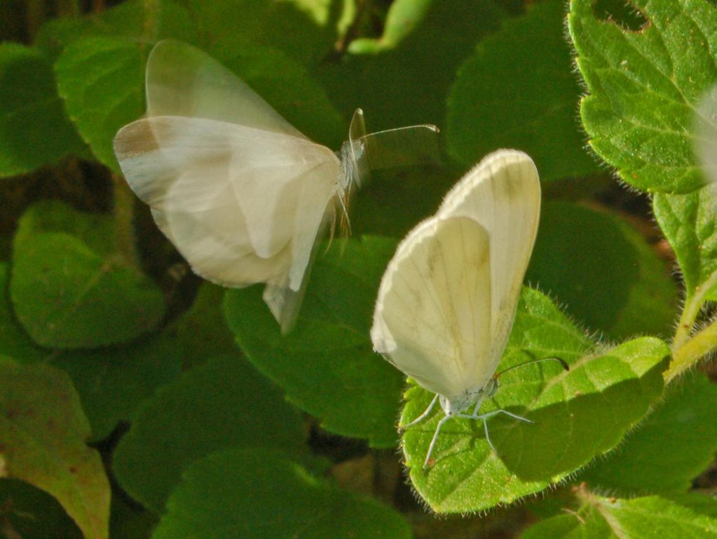 Galleria di insetti in volo